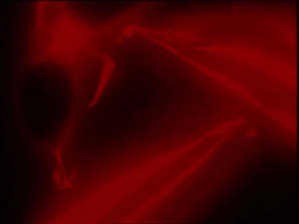 ThunderCats intro image