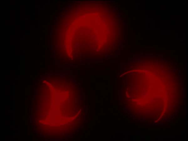 ThunderCats intro image