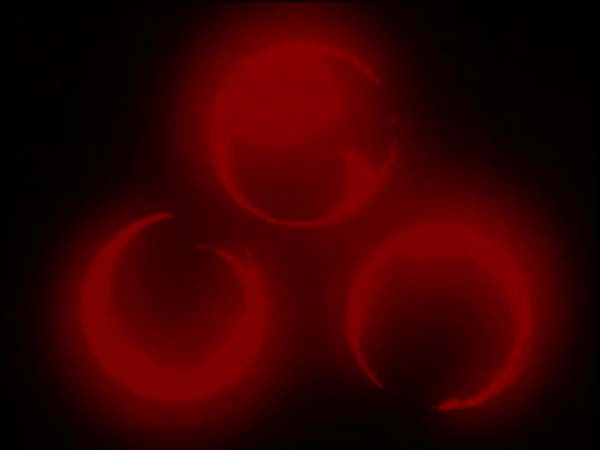 ThunderCats intro image