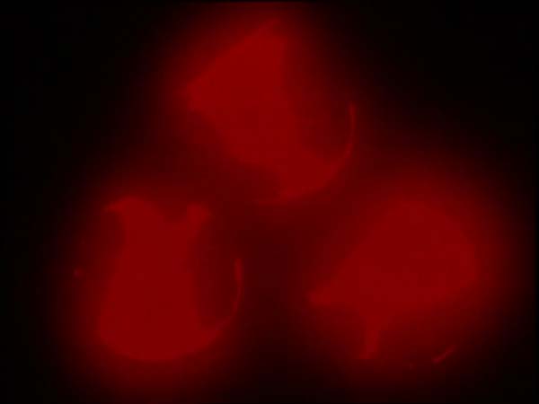 ThunderCats intro image