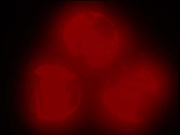 ThunderCats intro image