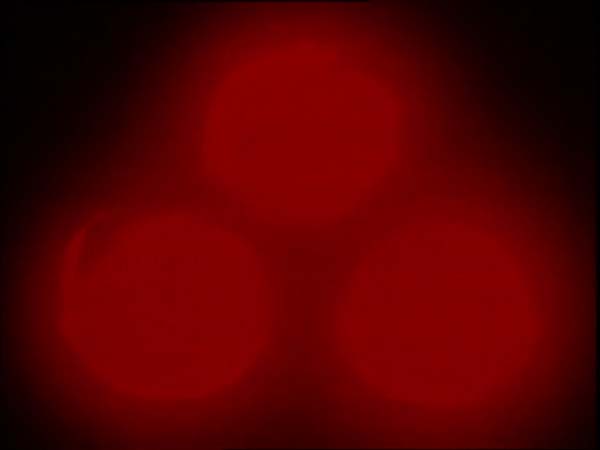 ThunderCats intro image