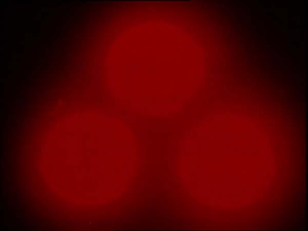 ThunderCats intro image