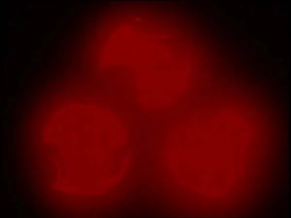 ThunderCats intro image