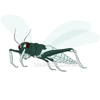 Locust
