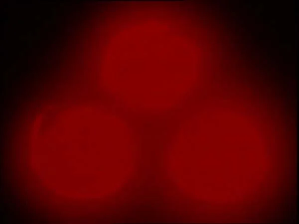 ThunderCats intro image