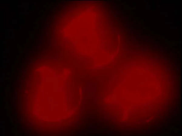 ThunderCats intro image