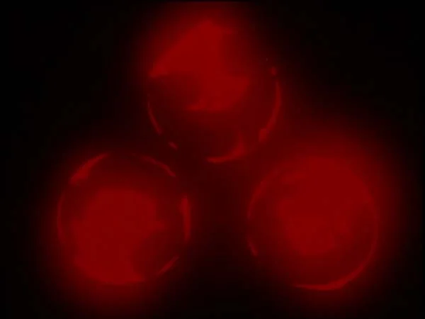 ThunderCats intro image