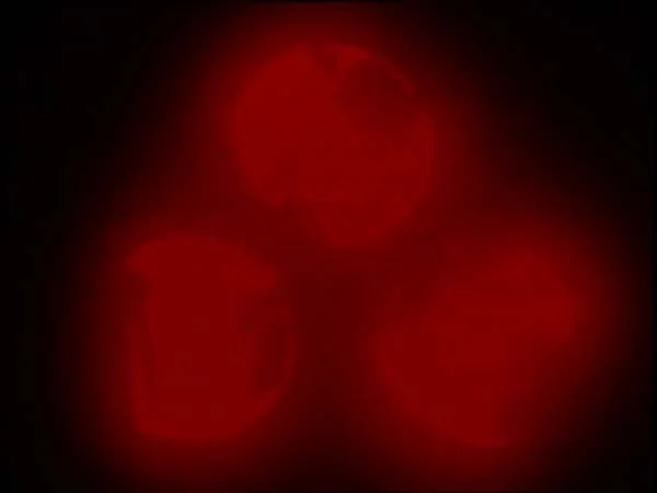 ThunderCats intro image