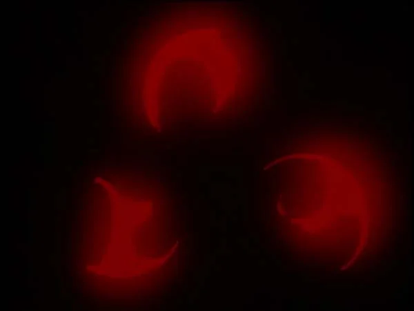 ThunderCats intro image