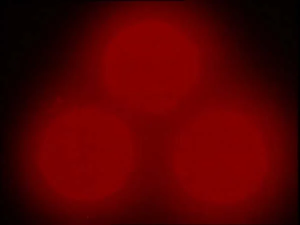 ThunderCats intro image